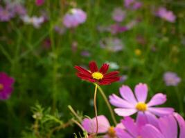 cosmos fleur avec flou Contexte. épanouissement rouge fleur. photo