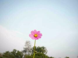 cosmos fleur avec flou Contexte. épanouissement rose fleur. photo