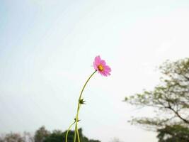 cosmos fleur avec flou Contexte. épanouissement rose fleur. photo