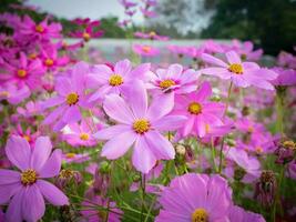 cosmos fleur avec flou Contexte. épanouissement rose fleur. photo