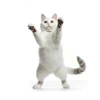 marrant dansant chat sur blanc Contexte. le chat des stands sur ses de derrière jambes dans plein hauteur, comme si dansant ou ivre. génératif ai photo