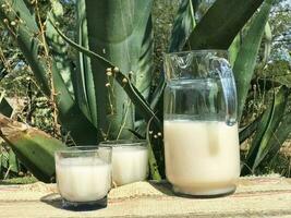 expérience le authentique goût de mexicain pulqué, une traditionnel maguey boisson photo