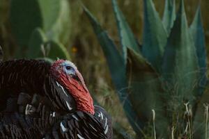 le Turquie, une oiseau de nature, mélanges avec le rempli de plantes alentours photo