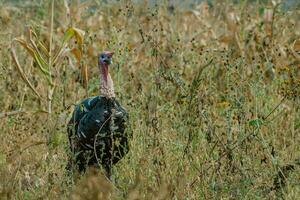 le Turquie, une oiseau de nature, mélanges avec le rempli de plantes alentours photo