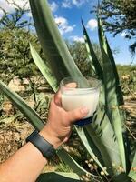 siroter le essence de Mexique avec pulqué, une Divin maguey boisson photo