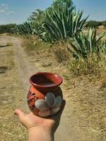 pulqué une traditionnel mexicain boisson de le maguey usine, enraciné dans la nature photo