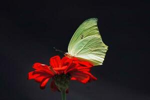 papillons et mites gracieusement féconder fleurs photo