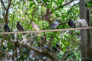 Pointé pigeon. le Pointé Colombe est une petit et légèrement à longue queue Pigeon photo