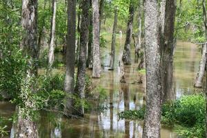 paysage le long de le perle rivière de une bateau sur le mon chéri île marais tour dans glisser Louisiane photo