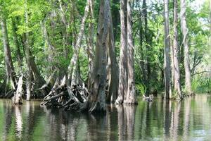 paysage le long de le perle rivière de une bateau sur le mon chéri île marais tour dans glisser Louisiane photo