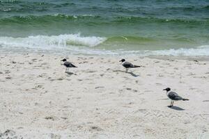 mouettes sur la plage photo