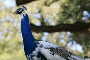 magnifique paon à une oiseau sanctuaire dans Floride photo