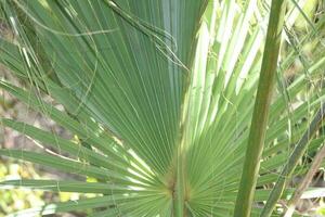 paume arbre croissance dans le tropical Soleil photo