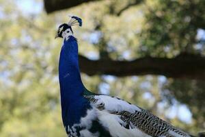 magnifique paon à une oiseau sanctuaire dans Floride photo