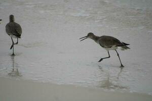 mouettes sur la plage photo