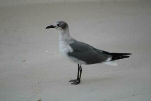 mouettes sur la plage photo