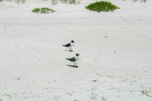 mouettes sur la plage photo