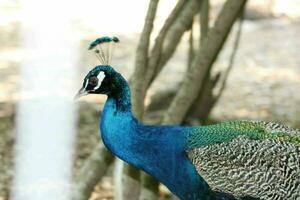 magnifique paon à une oiseau sanctuaire dans Floride photo