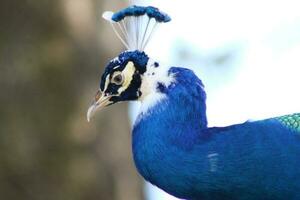 magnifique paon à une oiseau sanctuaire dans Floride photo