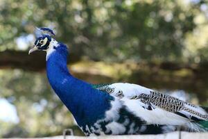 magnifique paon à une oiseau sanctuaire dans Floride photo