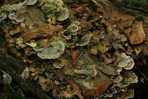 champignon croissance dans une forêt photo