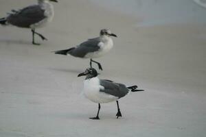 mouettes sur la plage photo