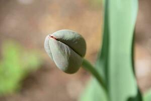 bourgeonnant tulipe avec le pétales encore fermé en haut photo