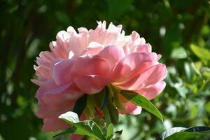 magnifique rose pivoine fleur dans une jardin photo