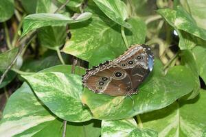 bleu morpho papillon avec œil motifs sur le sien ailes photo