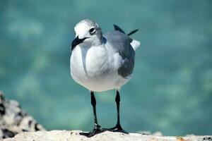 en haut proche et personnel avec une en riant mouette photo