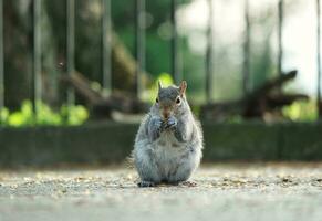 mignonne écureuil dans herbe cherchant nourriture à mise en garde Publique parc de luton, Angleterre Royaume-Uni photo