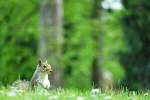 mignonne écureuil dans herbe cherchant nourriture à mise en garde Publique parc de luton, Angleterre Royaume-Uni photo