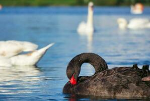 mignonne et unique noir cygne à volonté Lac de Milton Keynes, Angleterre Royaume-Uni. image a été capturé sur mai 11ème, 2023 photo