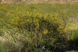 créosote buisson, Lihue calel nationale parc, la pampa, Argentine photo