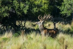 rouge cerf, Masculin rugissement dans la pampa, Argentine, parque luro, la nature réserve photo