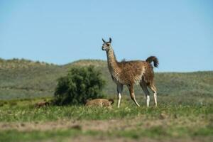 guanacos dans pampa herbe environnement, la pampa, patagonie, Argentine. photo