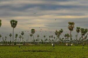 paumes paysage dans la estrella le marais variété de oiseau espèces, formosa province, Argentine. photo