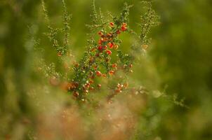 piquiline, endémique sauvage des fruits dans le pampa forêt, patagonie, Argentine photo