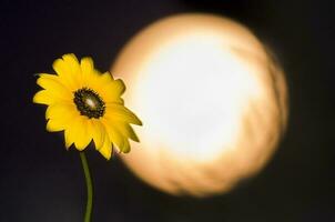 sauvage fleur et lune, la pampa, Argentine photo