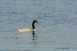 noir cou cygne nager dans une lagune, la la pampa province, patagonie, Argentine. photo