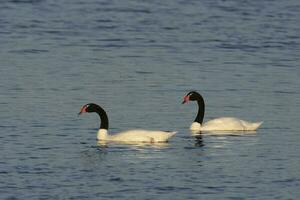 noir cou cygne nager dans une lagune, la la pampa province, patagonie, Argentine. photo