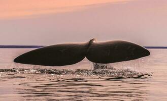 baleine queue dans péninsule valdes,, patagonie, Argentine photo