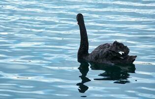mignonne et unique noir cygne à volonté Lac de Milton Keynes, Angleterre Royaume-Uni. image a été capturé sur mai 11ème, 2023 photo