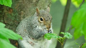 mignonne écureuil dans herbe cherchant nourriture à mise en garde Publique parc de luton, Angleterre Royaume-Uni photo