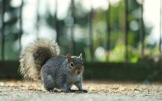 mignonne écureuil dans herbe cherchant nourriture à mise en garde Publique parc de luton, Angleterre Royaume-Uni photo