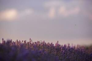 épanouissement lavande fleurs dans une Provence champ en dessous de le coucher du soleil lumière dans France. doux concentré violet lavande fleurs avec copie espace. été scène Contexte. photo