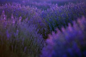 épanouissement lavande fleurs dans une Provence champ en dessous de le coucher du soleil lumière dans France. doux concentré violet lavande fleurs avec copie espace. été scène Contexte. photo