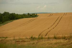 blé champ et bleu ciel. agricole paysage avec oreilles de blé. photo