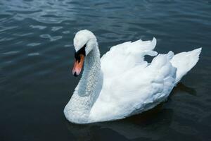 magnifique blanc cygnes nager sur une Lac dans le parc. photo