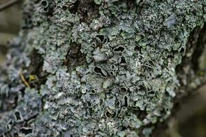 les lichens attaché à une arbre bifurquer, la la pampa province, patagonie, Argentine. photo